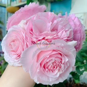 Garden Dreams Rose 丨Flower Gardens