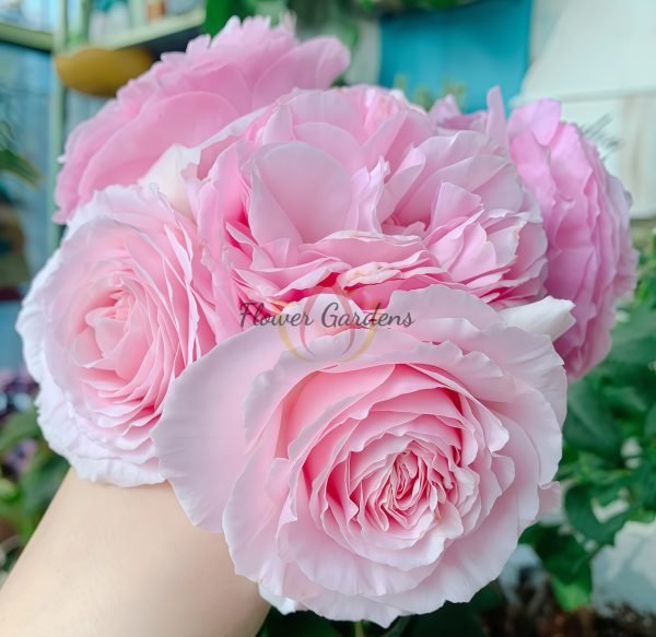 Garden Dreams Rose 丨Flower Gardens