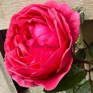 Gartenprinzessin Marie-José Rose丨Flower Gardens