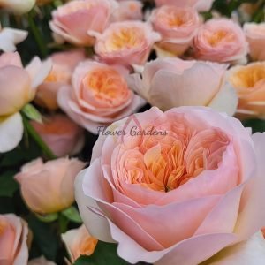 Georgina Gardens Rose for sale丨Flower Gardens