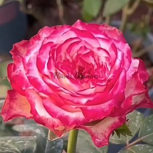 Glendora Summerhouse Rose plant丨Flower Gardens