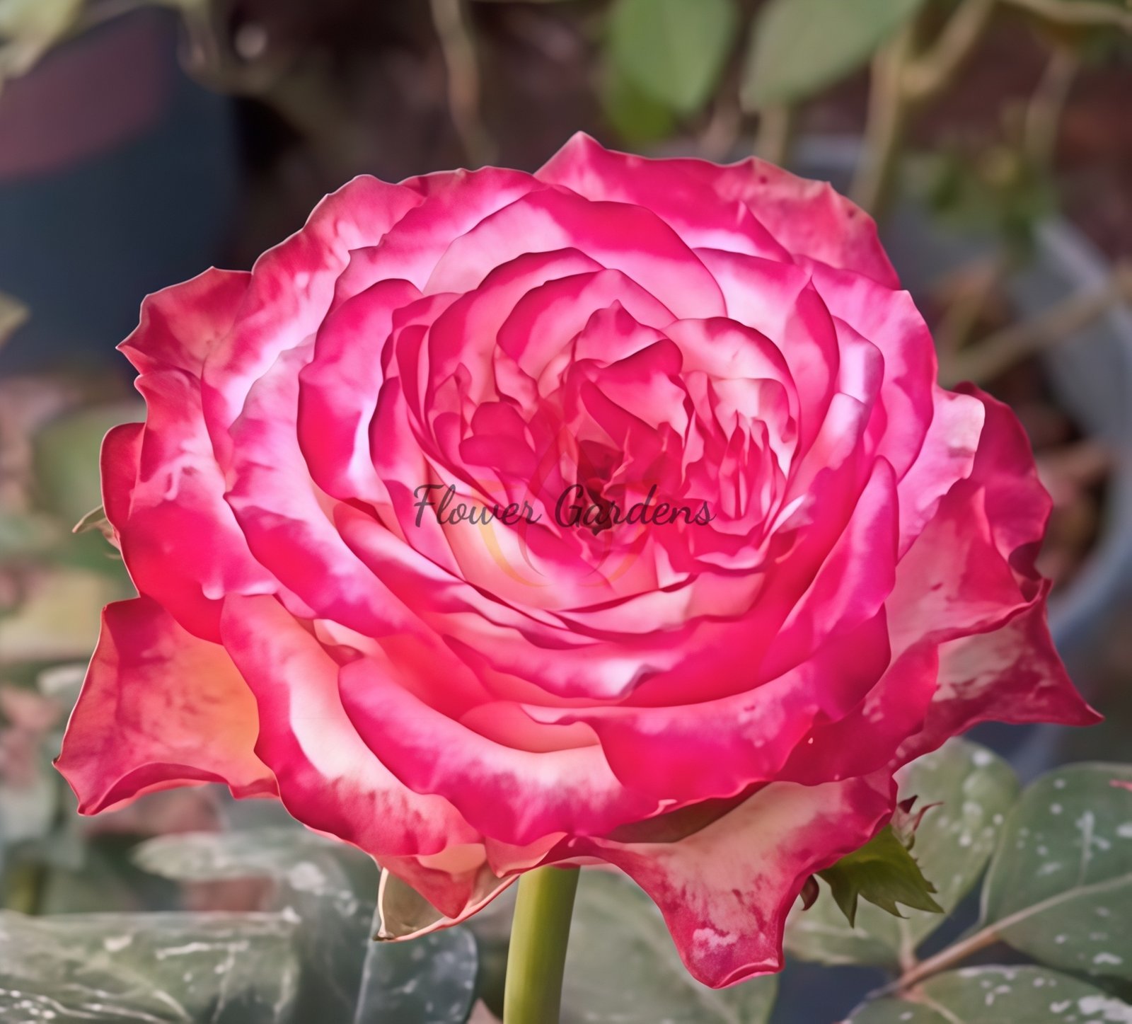 Glendora Summerhouse Rose plant丨Flower Gardens
