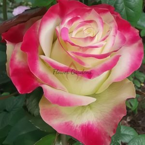 Her Majesty Rose丨Flower Gardens