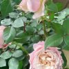 Heure Magique Rose for sale丨Flower Gardens