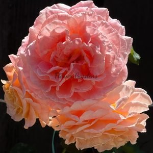 Jef l'Artiste Rose丨Flower Gardens