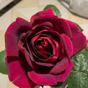 Jubilé Papa Meiland Rose for sale丨Flower Gardens