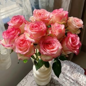 Jumilia Rose丨Flower Gardens