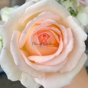 Kaoruno Rose plant丨Flower Gardens