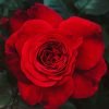 La Rose Monsieur Rose丨Flower Gardens