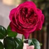 La Rose Monsieur Rose plant丨Flower Gardens