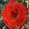 La Rose Monsieur Rose for sale丨Flower Gardens