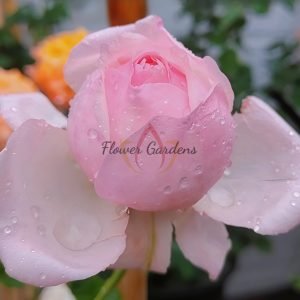 Lady's heirloom Rose for sale丨Flower Gardens