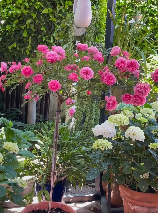 Leonardo da Vinci Tree Rose丨Flower Gardens