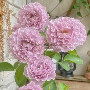 Libellula Rose丨Flower Gardens