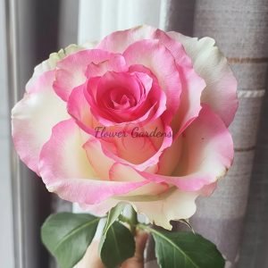 Like No Other Rose丨Flower Gardens