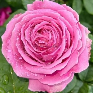 M-Nostalgic Elegance Rose丨Flower Gardens