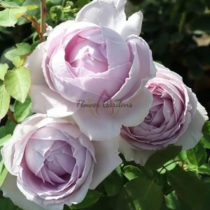 Madam Kayoko Rose plant丨Flower Gardens