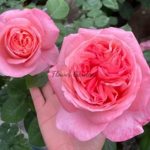 Mademoiselle Meiland Rose plant丨Flower Gardens