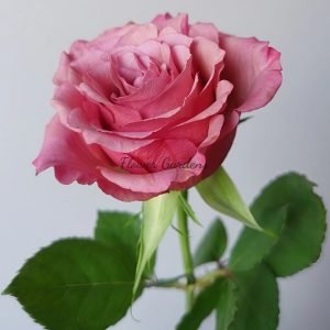 Magic Silver Rose丨Flower Gardens