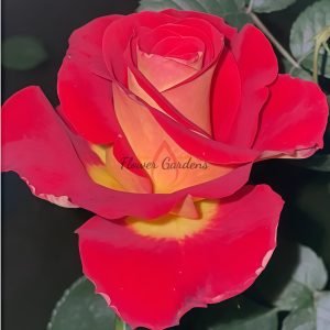 Meilambra Rose plant丨Flower Gardens