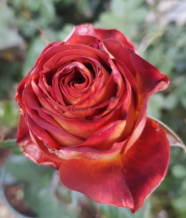 Meteorite Rose丨Flower Gardens