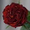 Meteorite Rose丨Flower Gardens