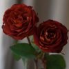 Meteorite Rose plant丨Flower Gardens