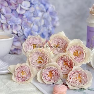 Milky Pearl Rose丨Flower Gardens