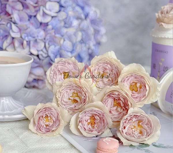 Milky Pearl Rose丨Flower Gardens