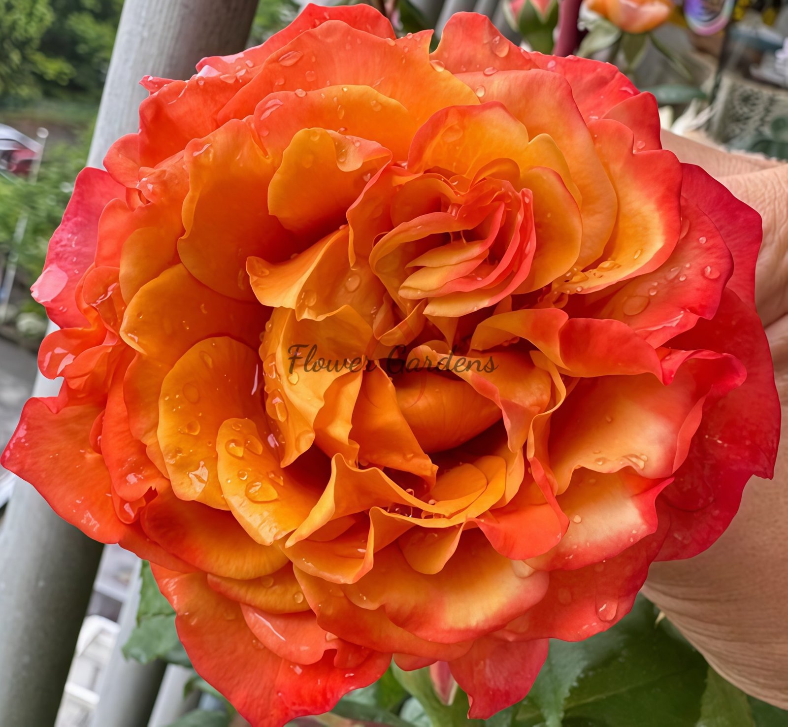 Morgen Lot Rose for sale丨Flower Gardens