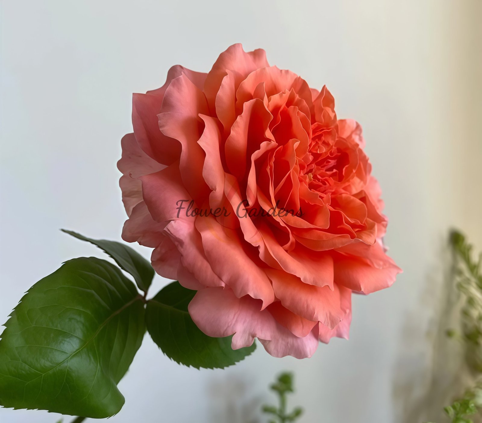 Morgen Lot Rose丨Flower Gardens