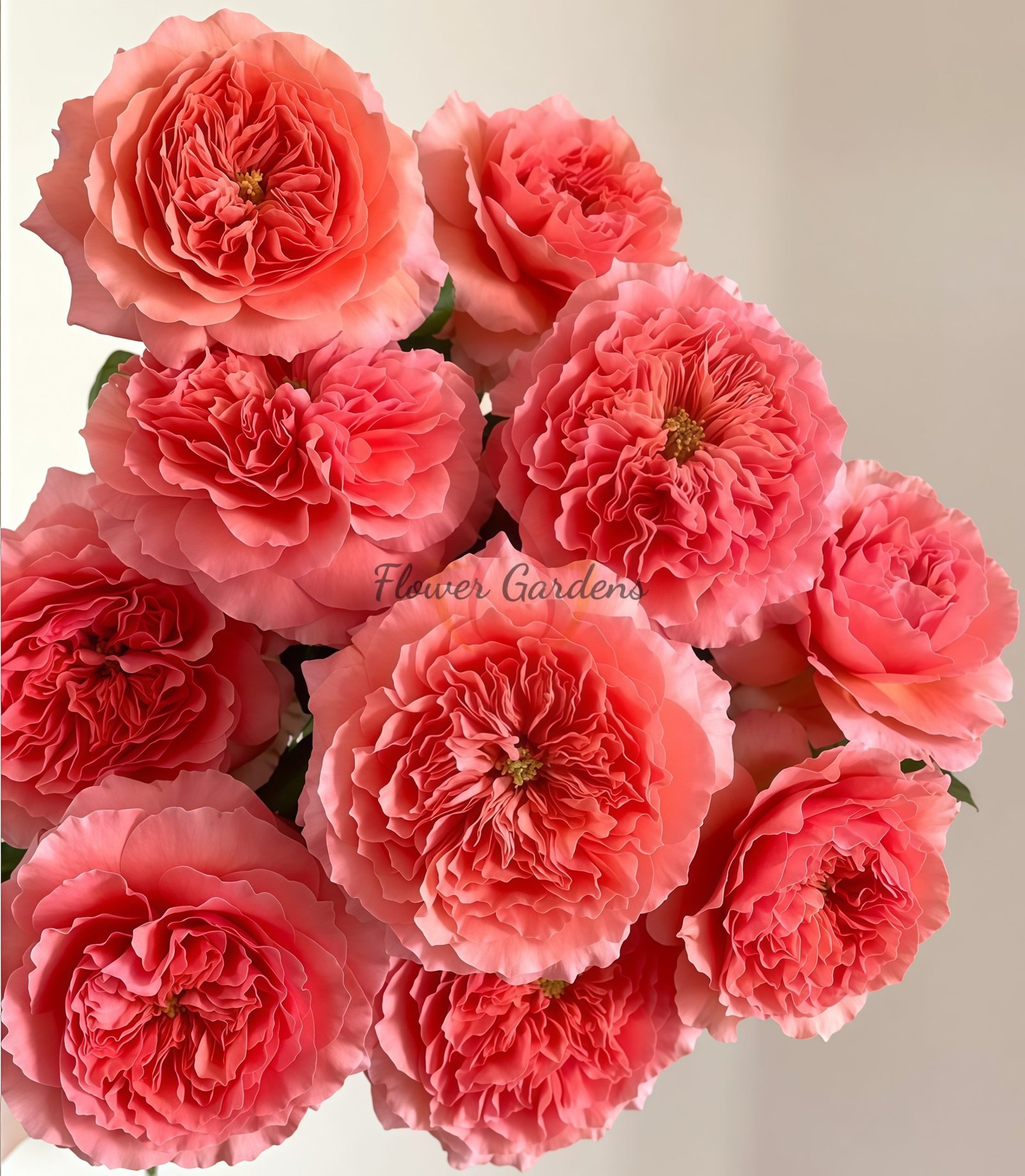 Morgen Lot Rose丨Flower Gardens