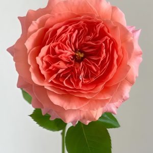 Morgen Lot Rose plant丨Flower Gardens
