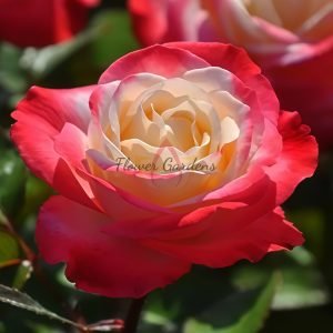 Nostalgie Rose for sale丨Flower Gardens
