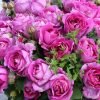 Ddeur d'Amour Rose丨Flower Gardens