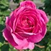 Ddeur d'Amour Rose for sale丨Flower Gardens