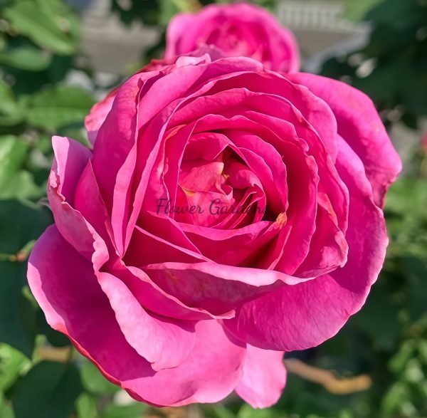 Ddeur d'Amour Rose for sale丨Flower Gardens