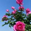 Ddeur d'Amour Rose丨Flower Gardens