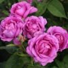Ddeur d'Amour Rose plant丨Flower Gardens
