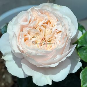 Paradise Beach Rose丨Flower Gardens