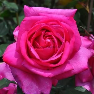 Parole Rose丨Flower Gardens