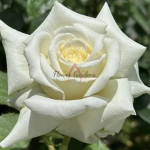Pope John Paul II Rose plant丨Flower Gardens
