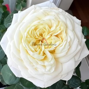 Priscilla Rose丨Flower Gardens