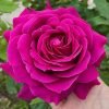 Promesse Eternelle Rose plant丨Flower Gardens