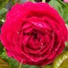 Promesse Eternelle Rose丨Flower Gardens