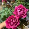 Promesse Eternelle Rose for sale丨Flower Gardens
