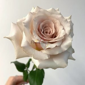 Quick Sand Rose plant丨Flower Gardens