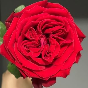Red Glory Rose plant丨Flower Gardens