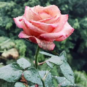 Red Wine Rose丨Flower Gardens