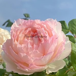 M-Perzik Rose丨Flower Gardens